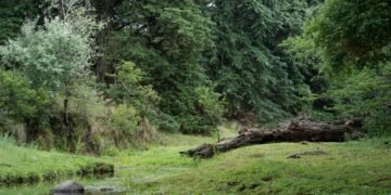 Bosque nativo argentino bajo cielo abierto, representando los ecosistemas amenazados por falta de presupuesto.