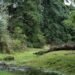 Bosque nativo argentino bajo cielo abierto, representando los ecosistemas amenazados por falta de presupuesto.