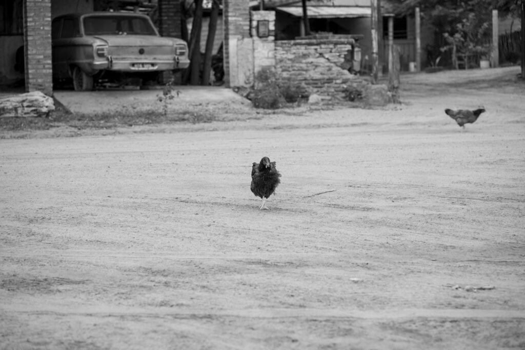 Gallinas criadas a suelo en una granja avícola de producción con sistema de bienestar animal en Argentina.