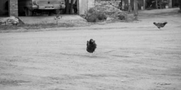 Gallinas criadas a suelo en una granja avícola de producción con sistema de bienestar animal en Argentina.