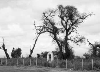 Tranquera de campo rural en Argentina con alambrado perimetral.