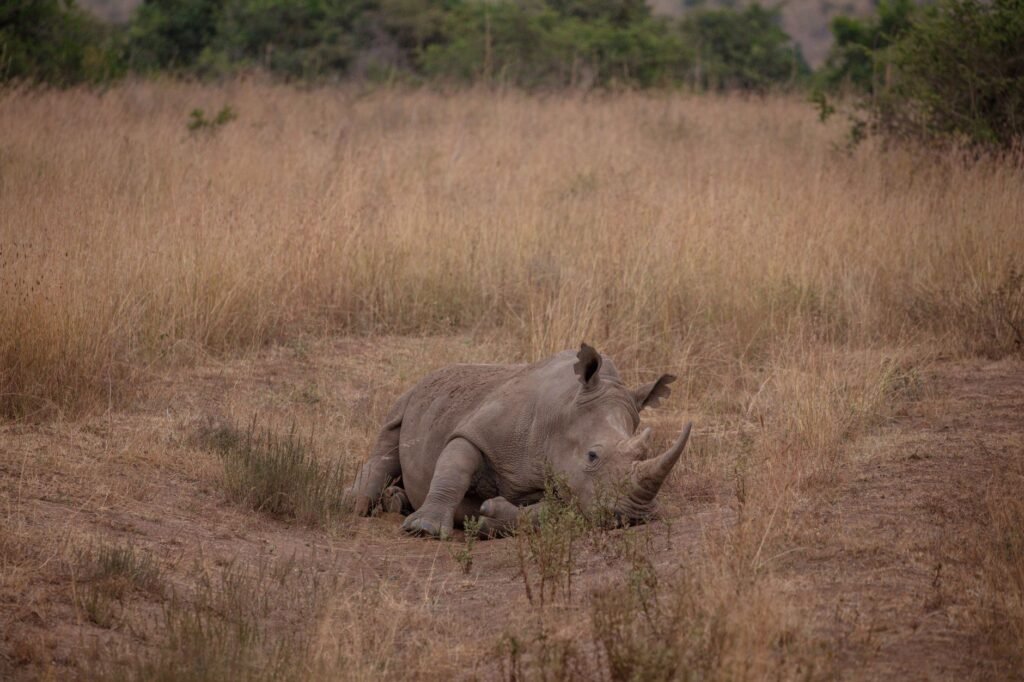 Cría de rinoceronte blanco en sabana africana, símbolo del proyecto de conservación de rinocerontes en Namibia.