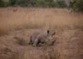Cría de rinoceronte blanco en sabana africana, símbolo del proyecto de conservación de rinocerontes en Namibia.