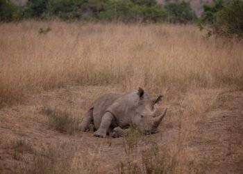Cría de rinoceronte blanco en sabana africana, símbolo del proyecto de conservación de rinocerontes en Namibia.