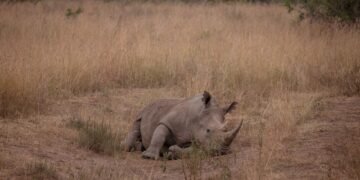 Cría de rinoceronte blanco en sabana africana, símbolo del proyecto de conservación de rinocerontes en Namibia.