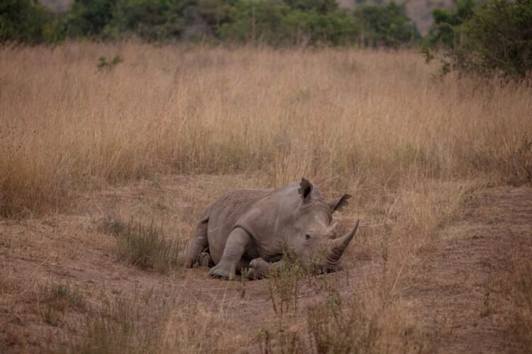 Cría de rinoceronte blanco en sabana africana, símbolo del proyecto de conservación de rinocerontes en Namibia.