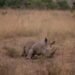 Cría de rinoceronte blanco en sabana africana, símbolo del proyecto de conservación de rinocerontes en Namibia.