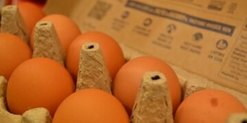 Maple de huevos de gallinas en un contexto de producción, ilustrando la discusión sobre sistemas de cría en Argentina.