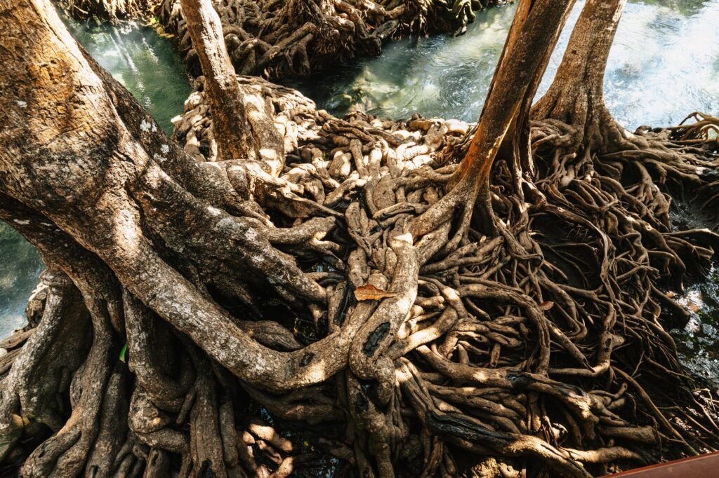 Bosque de manglares con raíces expuestas en zona costera tropical, ecosistema clave para la captura de carbono.