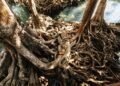 Bosque de manglares con raíces expuestas en zona costera tropical, ecosistema clave para la captura de carbono.