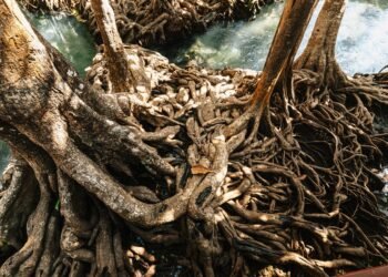 Bosque de manglares con raíces expuestas en zona costera tropical, ecosistema clave para la captura de carbono.