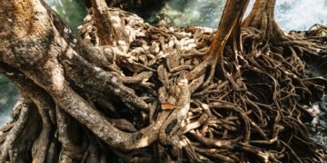Bosque de manglares con raíces expuestas en zona costera tropical, ecosistema clave para la captura de carbono.
