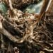 Bosque de manglares con raíces expuestas en zona costera tropical, ecosistema clave para la captura de carbono.