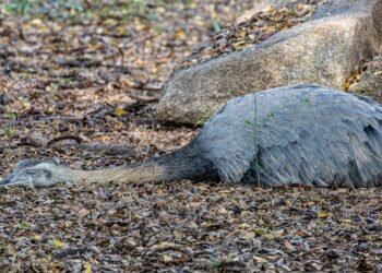 Ñandú patagónico en la estepa de la Patagonia argentina, especie vulnerable al tráfico ilegal.