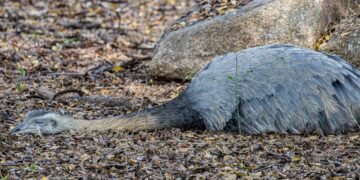 Ñandú patagónico en la estepa de la Patagonia argentina, especie vulnerable al tráfico ilegal.