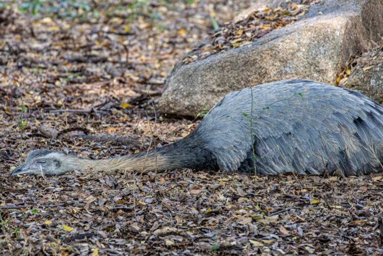 Ñandú patagónico en la estepa de la Patagonia argentina, especie vulnerable al tráfico ilegal.