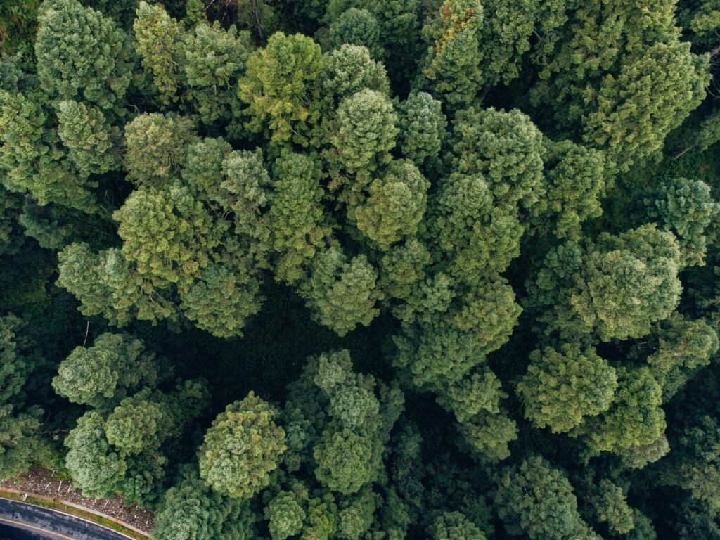 Vista aérea del dosel de la selva amazónica en Brasil, territorio clave en la lucha contra el cambio climático.