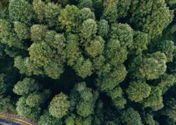 Vista aérea del dosel de la selva amazónica en Brasil, territorio clave en la lucha contra el cambio climático.