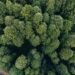 Vista aérea del dosel de la selva amazónica en Brasil, territorio clave en la lucha contra el cambio climático.