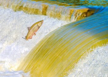 Salmón chinook nadando río arriba en aguas cristalinas durante su migración de desove.