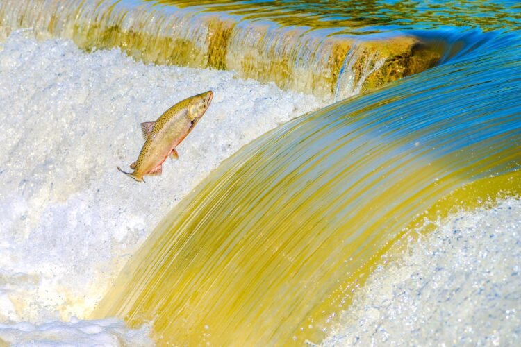 Salmón chinook nadando río arriba en aguas cristalinas durante su migración de desove.