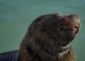 Familia de nutrias gigantes en un río sudamericano, especie amenazada que perdió 50% de su población.