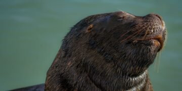 Familia de nutrias gigantes en un río sudamericano, especie amenazada que perdió 50% de su población.