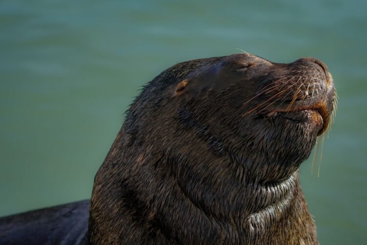 Familia de nutrias gigantes en un río sudamericano, especie amenazada que perdió 50% de su población.