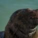 Familia de nutrias gigantes en un río sudamericano, especie amenazada que perdió 50% de su población.