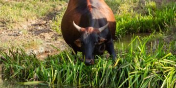 Ganado vacuno en zonas inundadas por la crecida de ríos en el Litoral argentino.