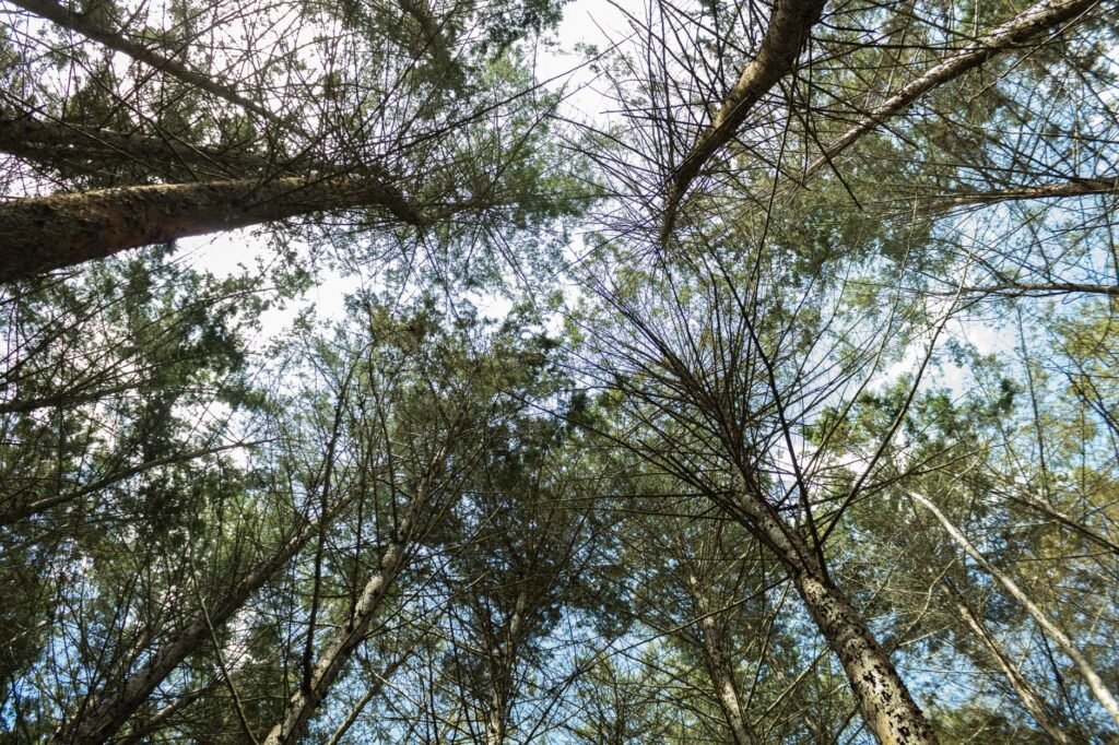 Dosel de bosque tropical que simboliza las metas de biodiversidad 2030 discutidas en la COP17.
