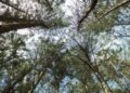 Dosel de bosque tropical que simboliza las metas de biodiversidad 2030 discutidas en la COP17.