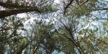 Dosel de bosque tropical que simboliza las metas de biodiversidad 2030 discutidas en la COP17.