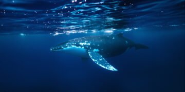 Ballena jorobada nadando bajo el agua en el océano Pacífico, donde el ruido de barcos afecta su comunicación.