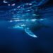 Ballena jorobada nadando bajo el agua en el océano Pacífico, donde el ruido de barcos afecta su comunicación.
