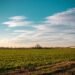 Campo agroecológico en zona rural, sin aplicaciones de agrotóxicos, representando el modelo que impulsa Sastre