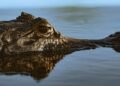 Yacaré en zona inundada del Litoral argentino, región afectada por el desplazamiento de fauna silvestre.