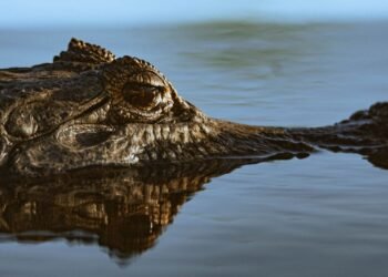 Yacaré en zona inundada del Litoral argentino, región afectada por el desplazamiento de fauna silvestre.