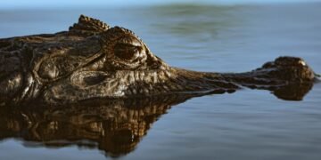 Yacaré en zona inundada del Litoral argentino, región afectada por el desplazamiento de fauna silvestre.