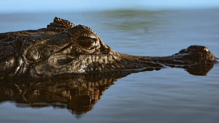 Yacaré en zona inundada del Litoral argentino, región afectada por el desplazamiento de fauna silvestre.