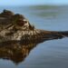 Yacaré en zona inundada del Litoral argentino, región afectada por el desplazamiento de fauna silvestre.