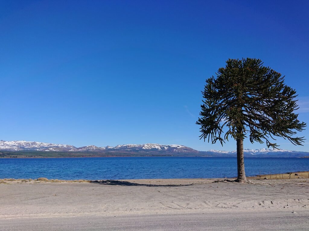 Bosque de araucarias en la Patagonia argentina, con ejemplares de pewen en zona montañosa.