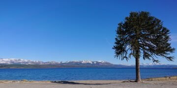 Bosque de araucarias en la Patagonia argentina, con ejemplares de pewen en zona montañosa.
