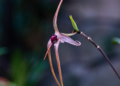 Orquídea del género Dracula en su hábitat natural de bosque nublado, una de las especies más traficadas del mundo.