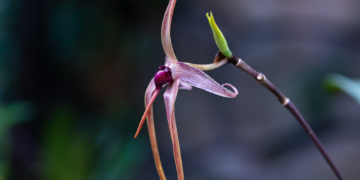 Orquídea del género Dracula en su hábitat natural de bosque nublado, una de las especies más traficadas del mundo.