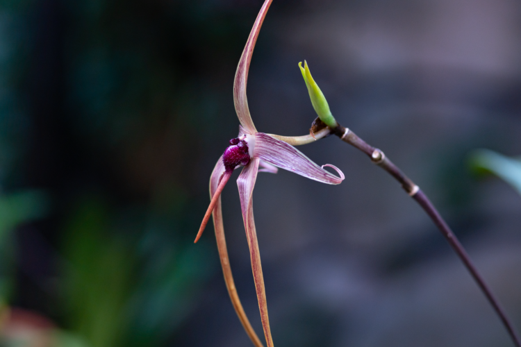 Orquídea del género Dracula en su hábitat natural de bosque nublado, una de las especies más traficadas del mundo.