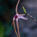 Orquídea del género Dracula en su hábitat natural de bosque nublado, una de las especies más traficadas del mundo.