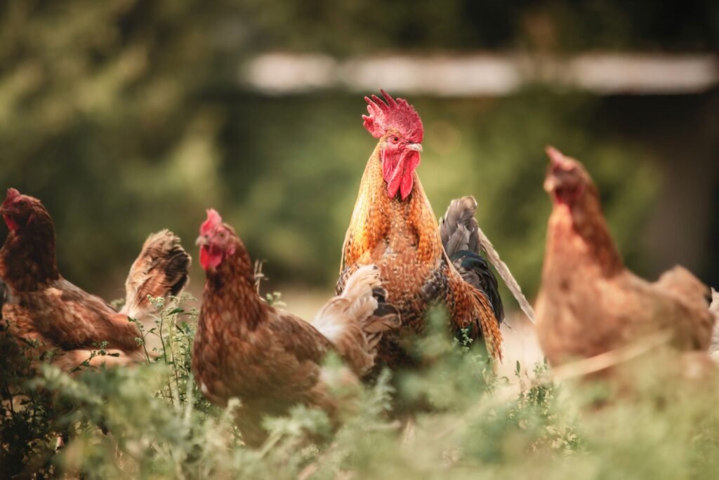 Gallinas ponedoras en sistema libre de jaulas desplazándose en galpón avícola.