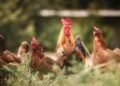 Gallinas ponedoras en sistema libre de jaulas desplazándose en galpón avícola.