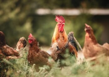 Gallinas ponedoras en sistema libre de jaulas desplazándose en galpón avícola.